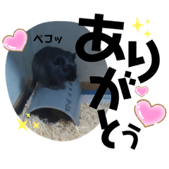 スナネズミのスナコ