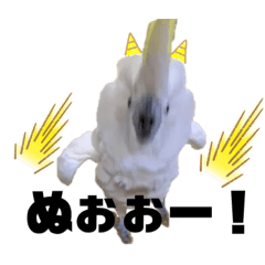 我が家のお鳥様事情2