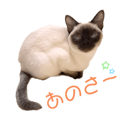 ニャンだフルday