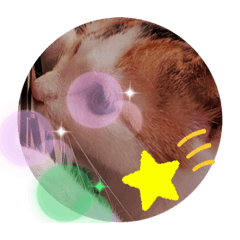 プリンセスキャット