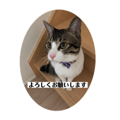 ちび猫ちゃん2♡♡♡