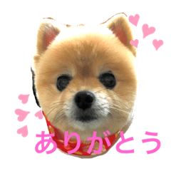 モモちゃんのつぶやき♥️