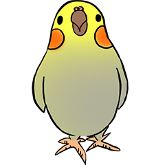 Cockatiel Cotton Candy & Jin's Daily - 2