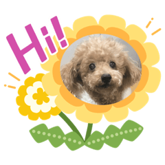 愛娘犬ぷぅちゃんと金魚達