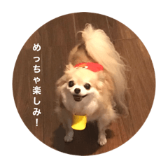 チームすみれ(シニアチワワ)