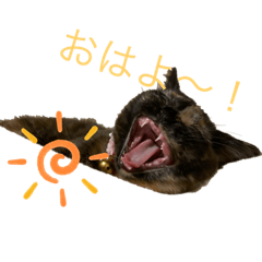 使いやすい！！可愛い猫スタンプ