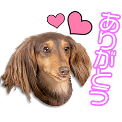 松本家のチョコ＆きなこ＆柚子＆Belle