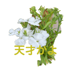 庭先の春のお花