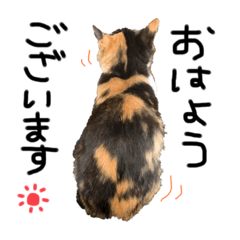 三毛猫まーちゃん。