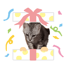 みこぼう.りぼ子