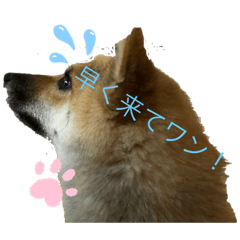 アキスタンプかわゆ