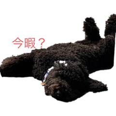 ジャクソンくんの1日