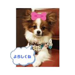 パピヨンひかり&つばさ姉妹の日常です。