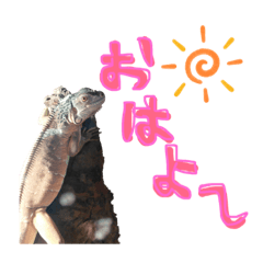 イグアナのキャロちゃん！