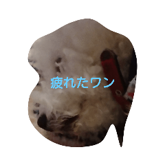 愛犬ポップちゃんスタンプ