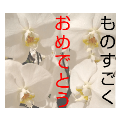 ものすごいスタンプ：胡蝶蘭編