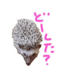 うちのハリネズミ♀