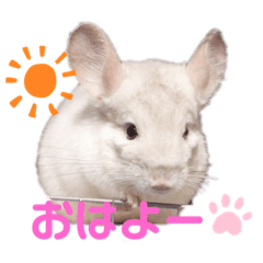 チンチラのラムちゃん