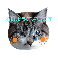 happy cat　　うちの猫4