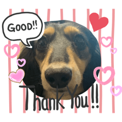 我が家のダックスきなこ