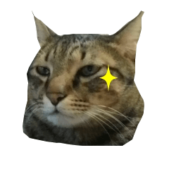 ニャーはトラ猫になります