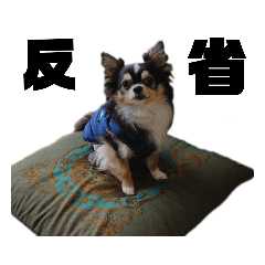 チワワ蓮くん(Ｖｅｒ．3) ブラック ロング