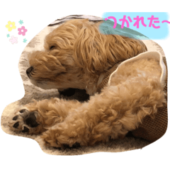 きなこ(まるぶ-)