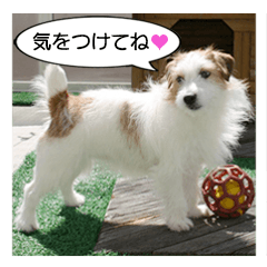 ジャックラッセルテリアとサイベリアン 2