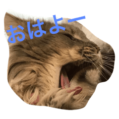 ニャンズの日常 簡単あいさつ