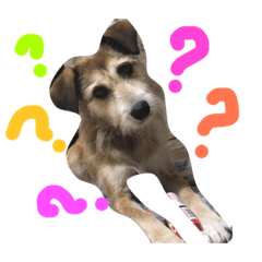 まゆげいぬ✳︎ちぃ