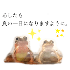 カエルと月と金魚