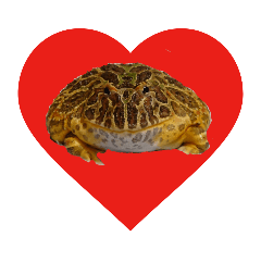 ベルツノガエルのべるさん (ハートマーク)