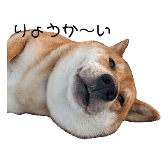 柴犬と猫スタンプ