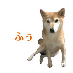 柴犬なーこ