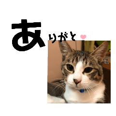 みな大好きねこちゃん