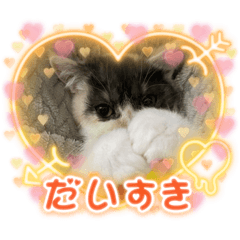 ニャンコ達の可愛い日常