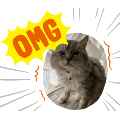 こてまるLIFEファミリー