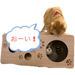 猫のももちゃんスタンプ第一弾