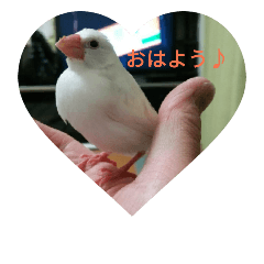 ピーちゃんの癒し