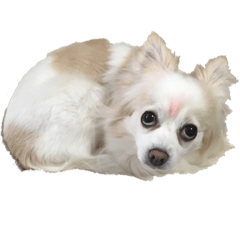 ワタシがさくら