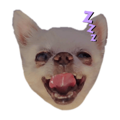 四足歩行の人間