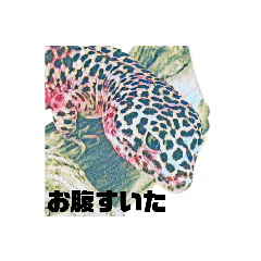 うちのレオパ　シャルちゃん