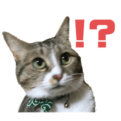 鼻提灯柄の猫、たび