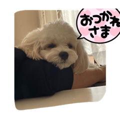 Kuーちゃんの毎日スタンプ