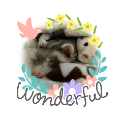 フェレットのもも