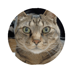 猫の顔で'''察しろ"'