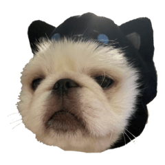 ペキニーズ！茂吉くん 2