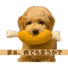 ポメプーこむぎの日常スタンプ