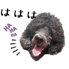 ブラックスタンプーハッチ2