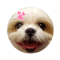 シーズーまるえんスタンプ